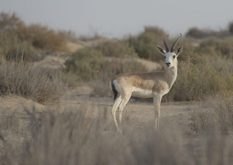 WIldlife Qatar Deer Standing